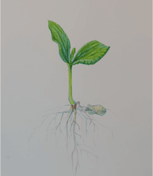 Rouge Vif Installation — Textildesign-Zyklus Life