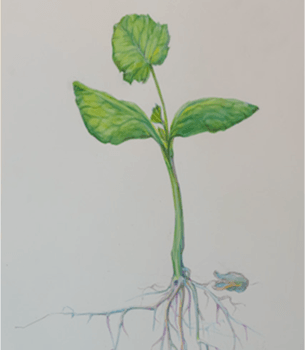 Rouge Vif Installation — Natur-Studien-Raum