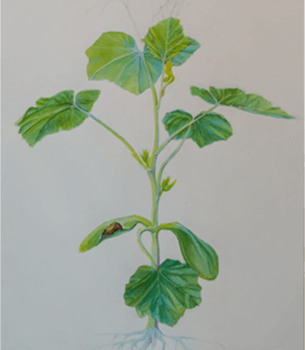 Rouge Vif Installation — Kürbispflanze Aquarelle
