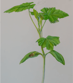 Rouge Vif Installation — Podeste mit Pflanzendarstellungen