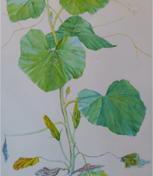 Rouge Vif Installation — Bilderfries Vita